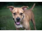 Adopt Debi a Boxer / American Pit Bull Terrier / Mixed dog in St.