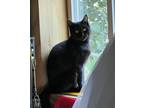 Adopt Mama a Domestic Shorthair / Mixed (short coat) cat in Brainardsville