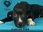 Adopt STAN a Pit Bull Terrier, Labrador Retriever