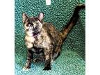 Adopt Eliza a Tortoiseshell Domestic Mediumhair / Mixed (medium coat) cat in