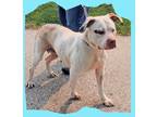 Adopt Nikki a White - with Tan, Yellow or Fawn Staffordshire Bull Terrier /