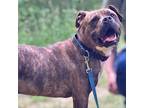 Adopt Eragon a Pit Bull Terrier / Mixed dog in Troy, VA (38155318)