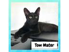 Adopt Tow Mater a All Black Domestic Shorthair / Mixed cat in Suisun