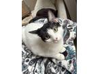 Adopt Grace and Frankie : Bud a White Domestic Shorthair / Mixed (short coat)