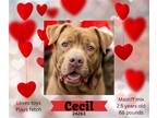 Adopt Cecil a Brown/Chocolate Bullmastiff / Labrador Retriever / Mixed dog in