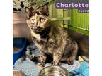 Adopt Charlotte a Tortoiseshell Domestic Shorthair / Mixed (short coat) cat in