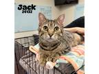 Adopt Jack a Brown Tabby Domestic Shorthair / Mixed (short coat) cat in Oak