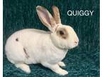 Adopt Quiggy a Rex