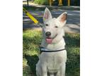 Adopt Z COURTESY LISTING: Harry (COL) a White Australian Cattle Dog / Mixed dog