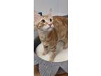 Adopt Barney a Orange or Red Domestic Shorthair (short coat) cat in Parlier