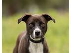 Adopt Mr. Genie a Pit Bull Terrier