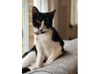 Adopt Penelope a Domestic Shorthair / Mixed (short coat) cat in Hoover