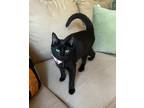 Adopt Padme (Mae) a Domestic Shorthair / Mixed (short coat) cat in Hoover
