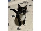 Adopt Gilly a Domestic Shorthair / Mixed (short coat) cat in Hoover