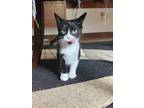 Adopt Isabella a Black & White or Tuxedo Domestic Shorthair (short coat) cat in