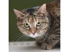 Adopt Maggie a Brown or Chocolate Domestic Shorthair / Mixed cat in Saratoga