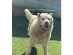 Adopt POLOR BEAR aka. PB a White Husky / Chow Chow / Mixed dog in Marina del