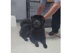 Adopt Brewster-Bruno a Black Chow Chow / Retriever (Unknown Type) / Mixed dog in