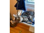 Adopt Reptar a Brown or Chocolate Domestic Shorthair (short coat) cat in Poplar