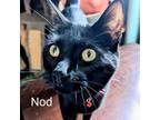 Adopt Nod a All Black Domestic Shorthair / Mixed cat in Washington