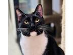 Adopt Fava a Tuxedo