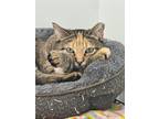 Adopt Pretty Girl Molly a Brown Tabby Domestic Shorthair (short coat) cat in