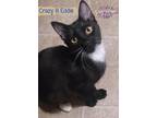Adopt Eddie a Black & White or Tuxedo Burmese (short coat) cat in San Diego