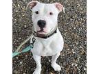 Adopt Tommy Talcum a White American Staffordshire Terrier dog in Whitestone