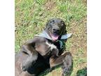 Adopt Nico a Black - with White Labrador Retriever / Mixed Breed (Medium) dog in