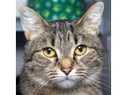 Adopt Wendy a Brown Tabby Domestic Shorthair / Mixed (short coat) cat in