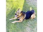 Adopt Bert a Tan/Yellow/Fawn - with Black German Shepherd Dog / Golden Retriever