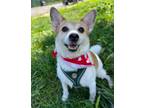 Adopt Tibby a White - with Tan, Yellow or Fawn Jack Russell Terrier / Corgi /