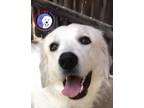 Adopt Mia a Great Pyrenees / Mixed dog in Portland, OR (38208792)