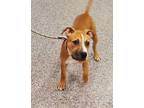 Adopt PITA a Brown/Chocolate - with White American Pit Bull Terrier / Boxer /
