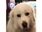 Adopt Trisha a Great Pyrenees / Maremma Sheepdog / Mixed dog in Portland