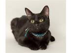 Adopt Mary Sanderson a All Black Domestic Shorthair / Mixed cat in Wyandotte