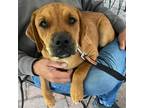 Adopt FINCH a Tan/Yellow/Fawn - with Black Hound (Unknown Type) / Mixed dog in