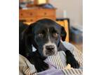 Adopt BUFFY-FOSTER NEEDED a Black - with White Labrador Retriever / Pug / Mixed
