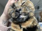 Adopt Muffin a Tortoiseshell Domestic Mediumhair / Mixed (medium coat) cat in