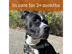 Adopt Loki a Pit Bull Terrier