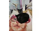 Adopt Granita a Black & White or Tuxedo Domestic Shorthair (short coat) cat in