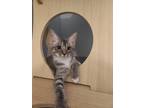 Adopt Panna a Gray, Blue or Silver Tabby Domestic Shorthair (short coat) cat in