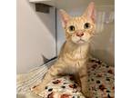 Adopt Flareon a Orange or Red Tabby Domestic Shorthair (short coat) cat in St