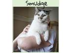 Adopt Smudge (FCID# 05/08/2023 - 61 Trainer) C a White (Mostly) Domestic