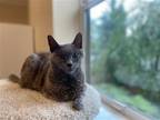 Adopt Mouse a Gray or Blue Domestic Shorthair / Mixed (short coat) cat in