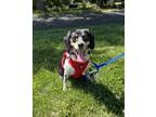 Adopt Maggie a Tricolor (Tan/Brown & Black & White) Beagle / Mixed dog in