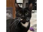 Adopt Maurice a Black & White or Tuxedo Domestic Shorthair / Mixed cat in