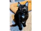 Adopt Right a All Black Domestic Shorthair / Mixed (short coat) cat in Fargo