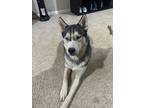 Adopt Beau a Black - with Tan, Yellow or Fawn Husky / Mixed dog in