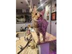 Adopt Fairuza Balk a Brown Tabby Domestic Shorthair / Mixed (short coat) cat in